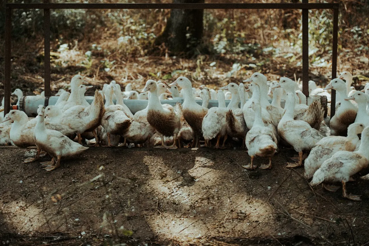Un groupe de canards blancs sous les arbres du parc ombragé